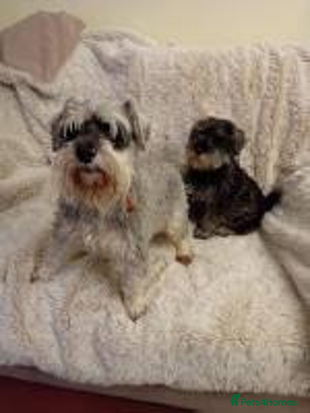 Miniature Schnauzer dogs for sale: Kc true miniature schnauzers  - Image 3