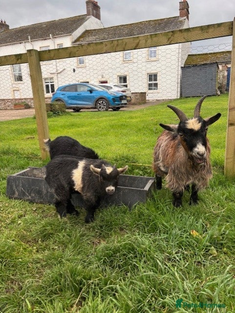 Goats livestock 2 Male Pygmy Goats - Advert 17