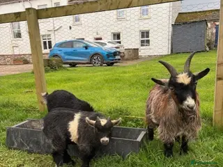 Goats livestock 2 Male Pygmy Goats - Advert 17