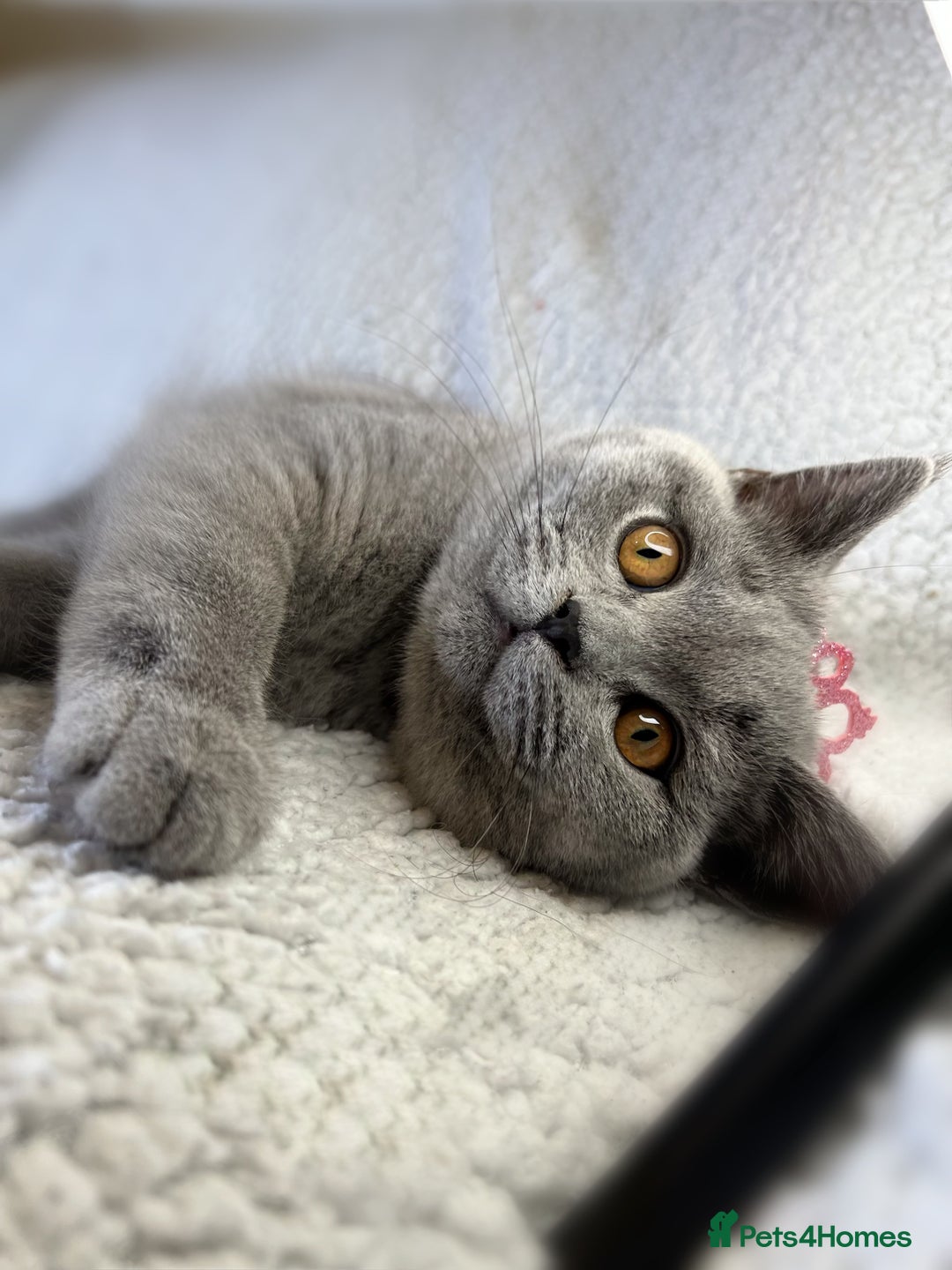 British Shorthair cats for sale: Adorable British Shorthair Kittens — READY TO GO! - Advert 8