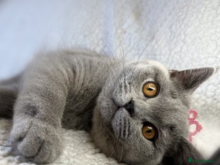 British Shorthair cats Ready-to-go British Shorthair— Or Reserve for Xmas - Advert 18