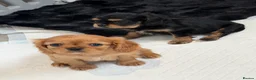 Cavalier King Charles Spaniel dogs for sale: Kennel club registered cavalier King Charles pups  - Advert 10