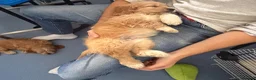 Cockapoo dogs for sale: ✨NOW READY 2 LEFT Golden Cockapoo Puppies✨ - Advert 5