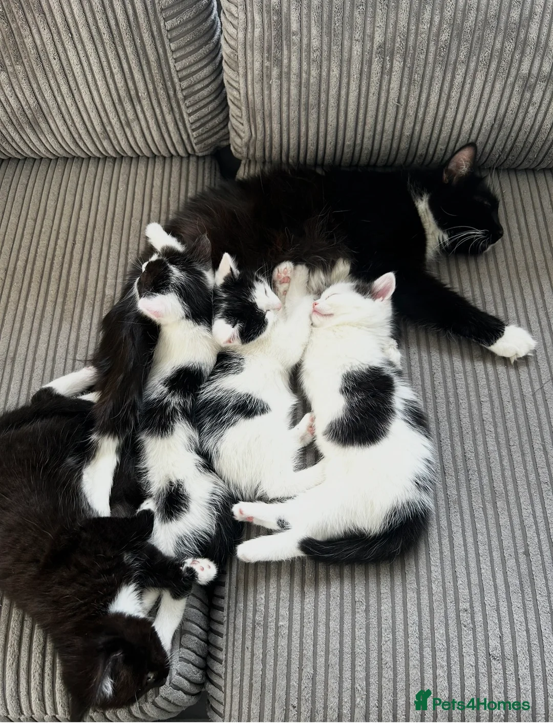 Mixed Breed cats for sale: 2 boys,1 girl, black & white 8 week loving kittens - Advert 15