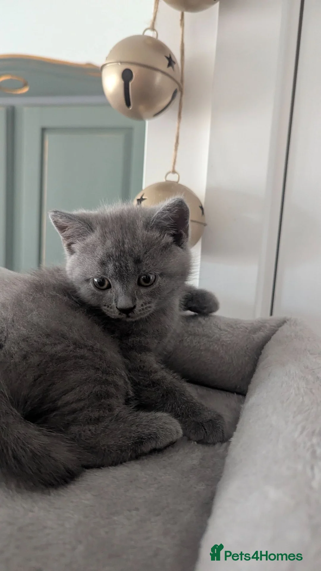 British Shorthair cats for sale: Boy and girl available- parents Pedigree  - Advert 19