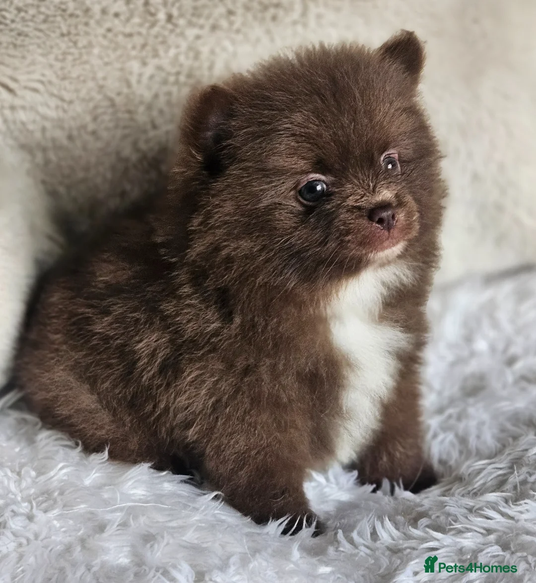 Pomeranian dogs for sale: 1 Beautiful Boy KC pomeranian puppies  - Advert 2