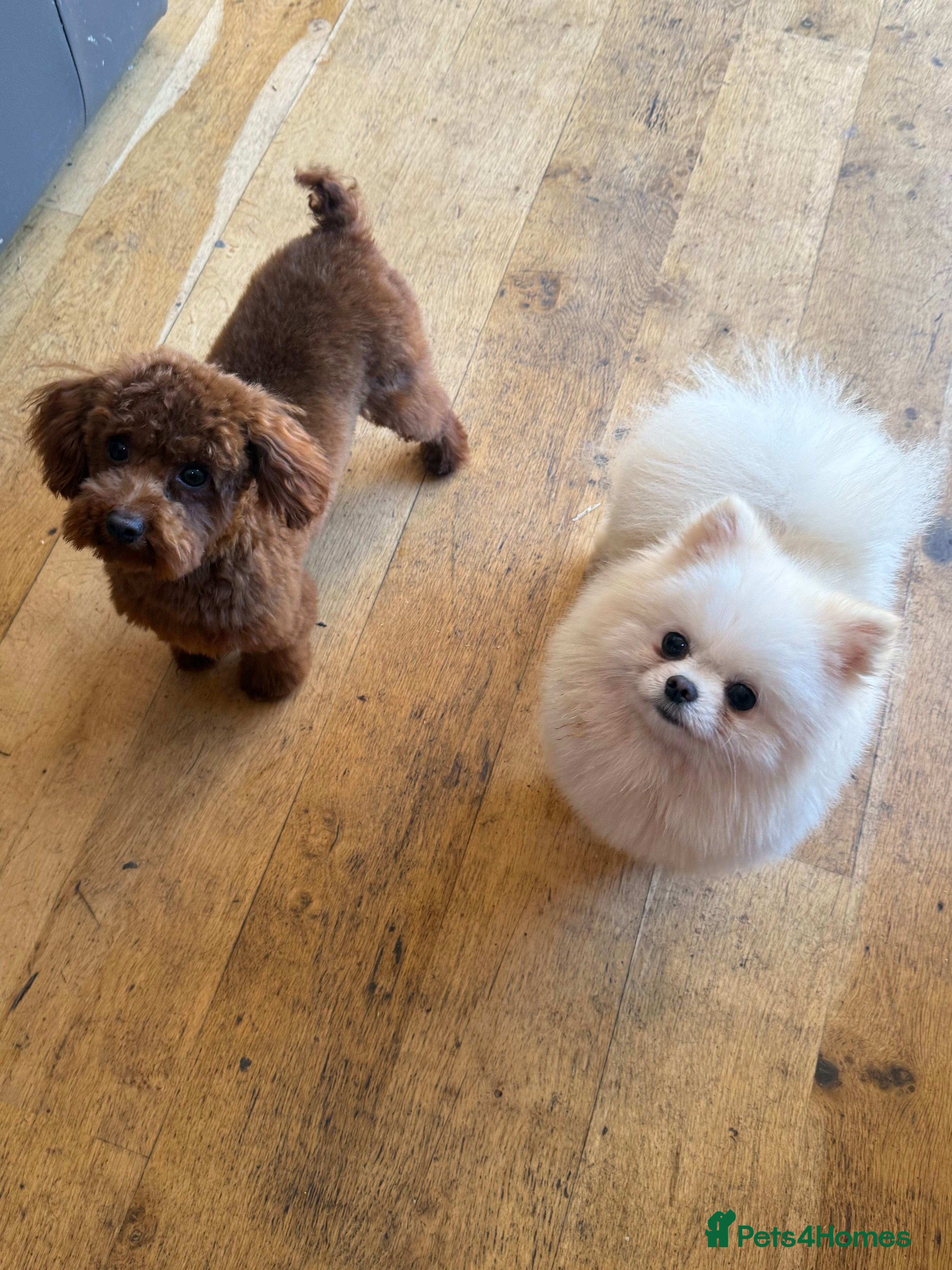 Pomeranian dogs Pierre stunning white TINY teddy Pom STUD ONLY in Romford - Advert 5