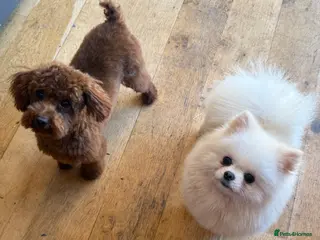 Pomeranian dogs Pierre stunning white TINY teddy Pom STUD ONLY in Romford - Advert 4