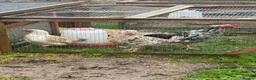 Chickens poultry for sale: Point of lay chickens for sale - Advert 9
