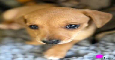 Mixed Breed dogs - Advert 11