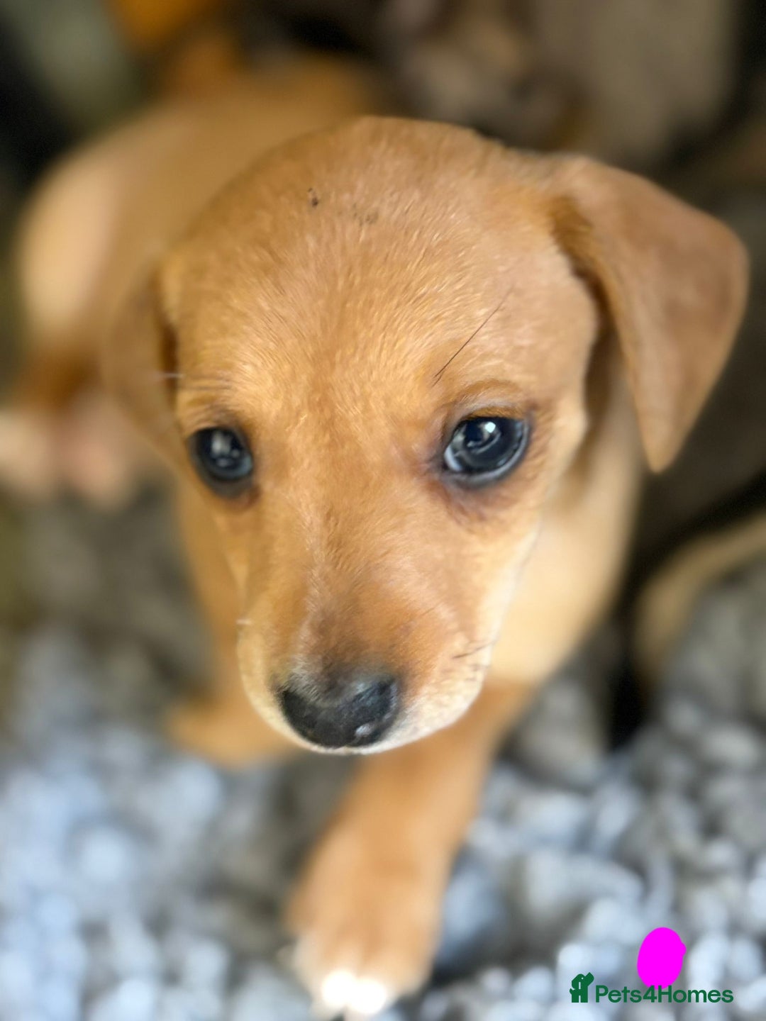 Mixed Breed dogs for sale: Dachshund x Jack russell - Image 7