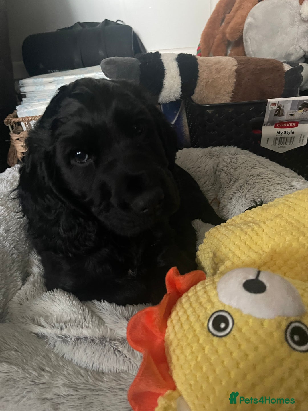 Cocker Spaniel dogs for sale: 10 week old male Cocker Spaniel  - Advert 2