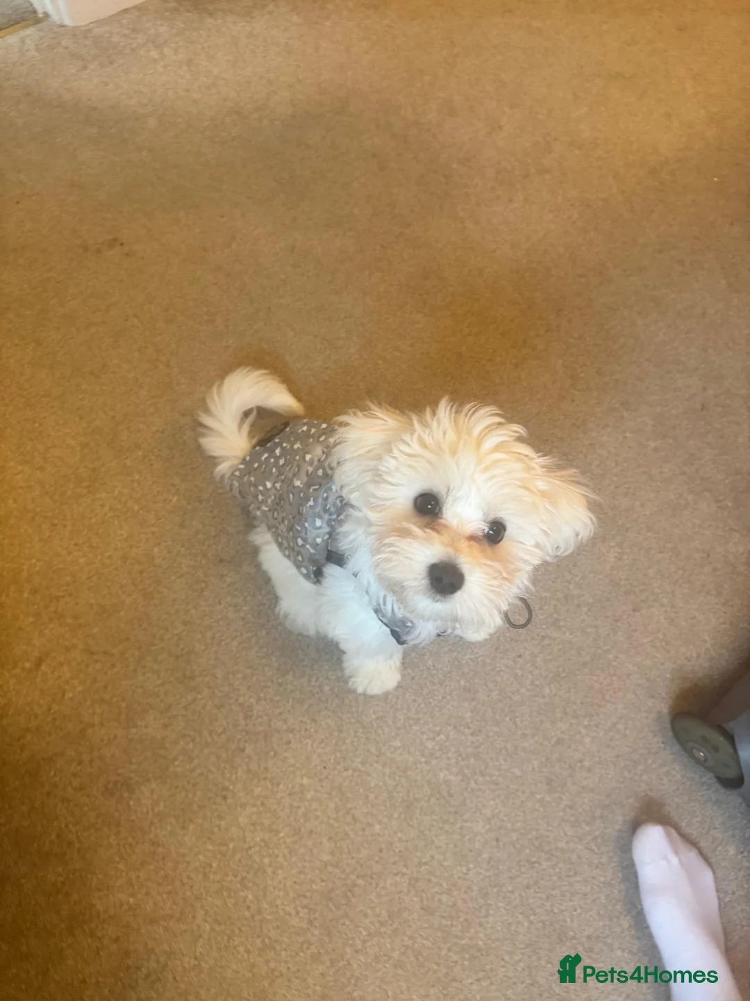 Maltipoo dogs for sale: Honey - 6 month old Maltipoo - Advert 4