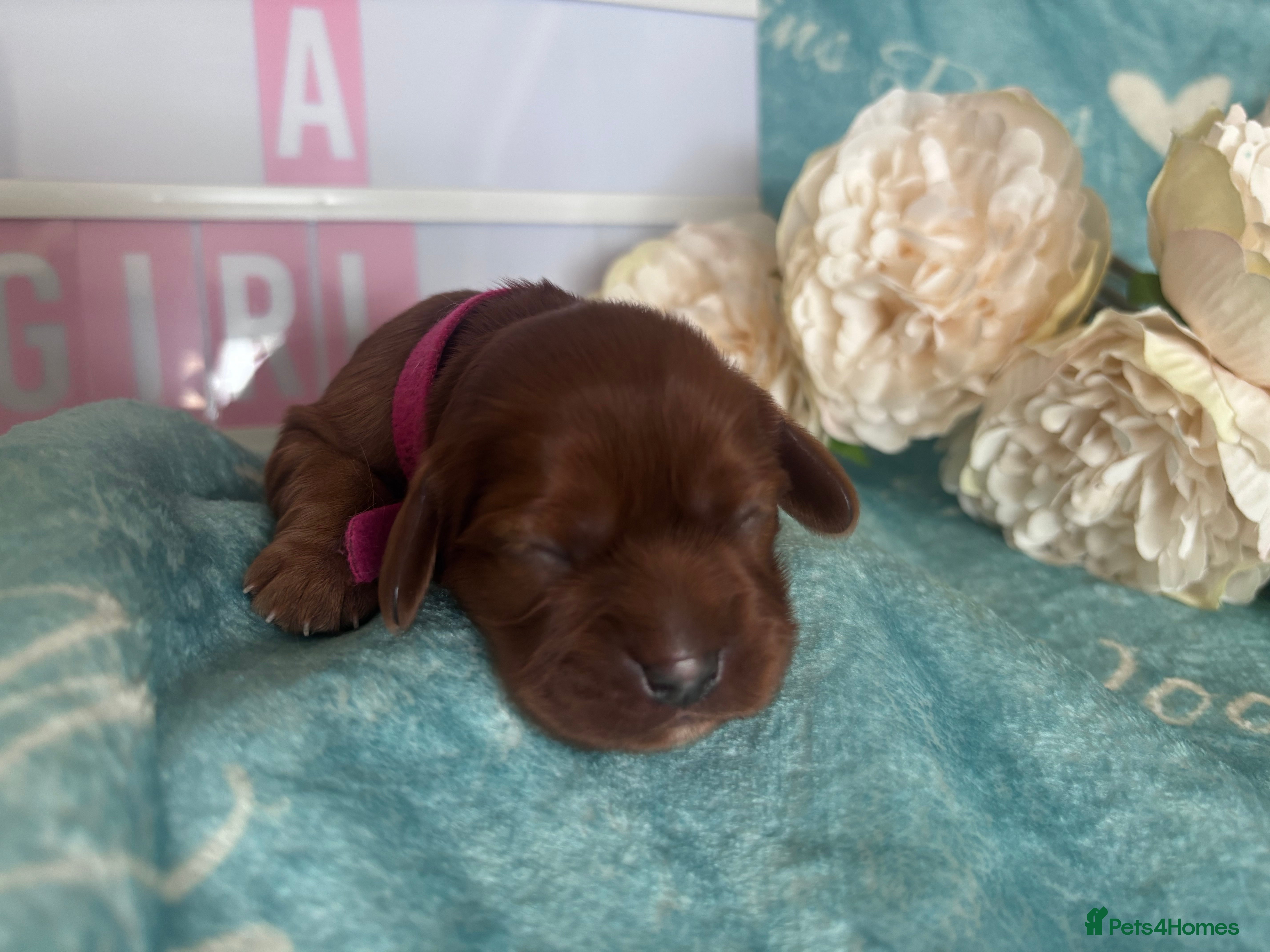 Cavalier King Charles Spaniel dogs Beautiful KC registered CKCS litter 💛 - Advert 2