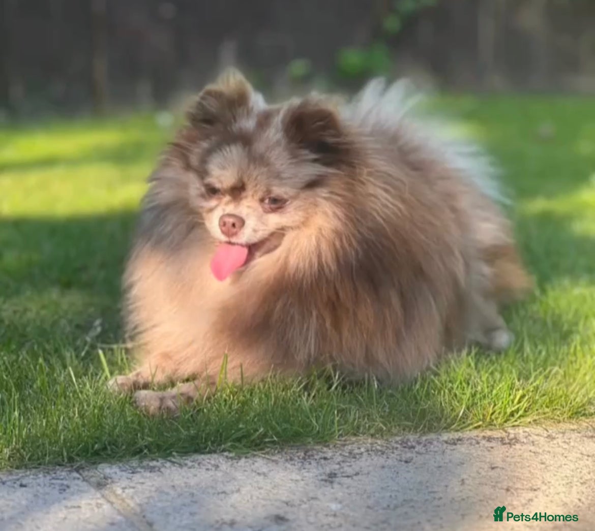 Pomeranian dogs Chocolate Merle Pomeranian stud  - Advert 11