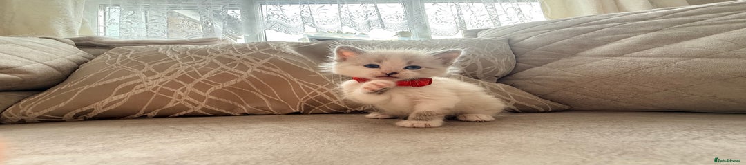 Mixed Breed Kitten 3