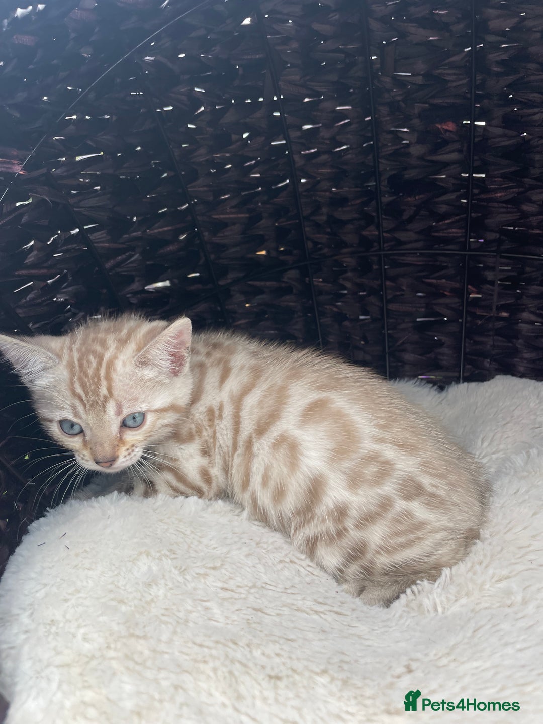 Bengal cats for sale: 3 Pure Bengals left  - Image 31