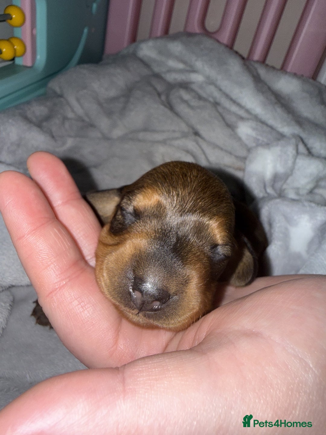Miniature Dachshund dogs for sale: Mini Dachshund Puppies - Advert 6