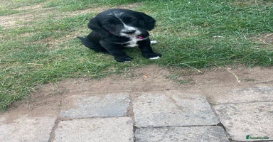 Mixed Breed dogs - Advert 8