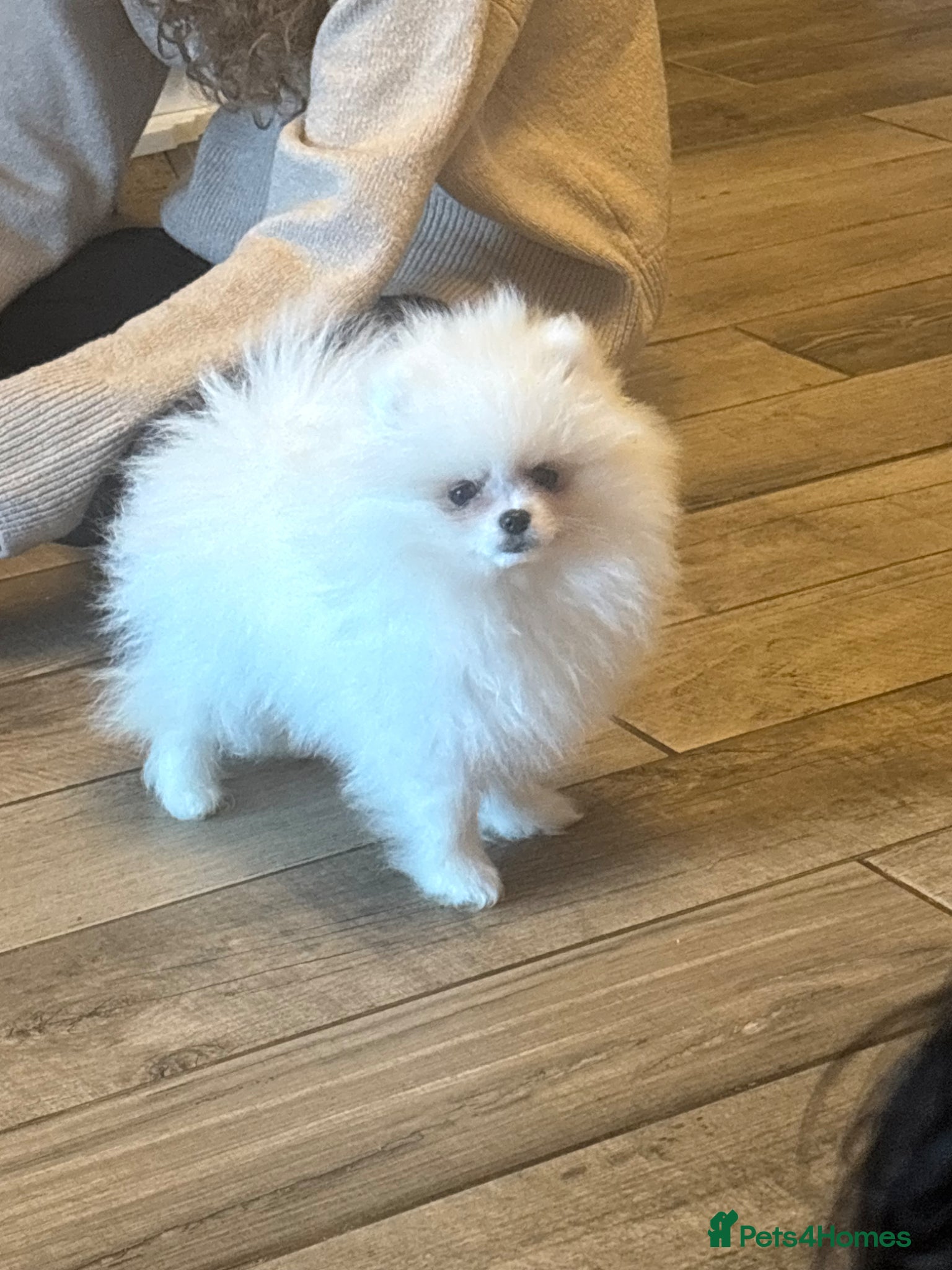 Pomeranian dogs Pomeranian  - Advert 1