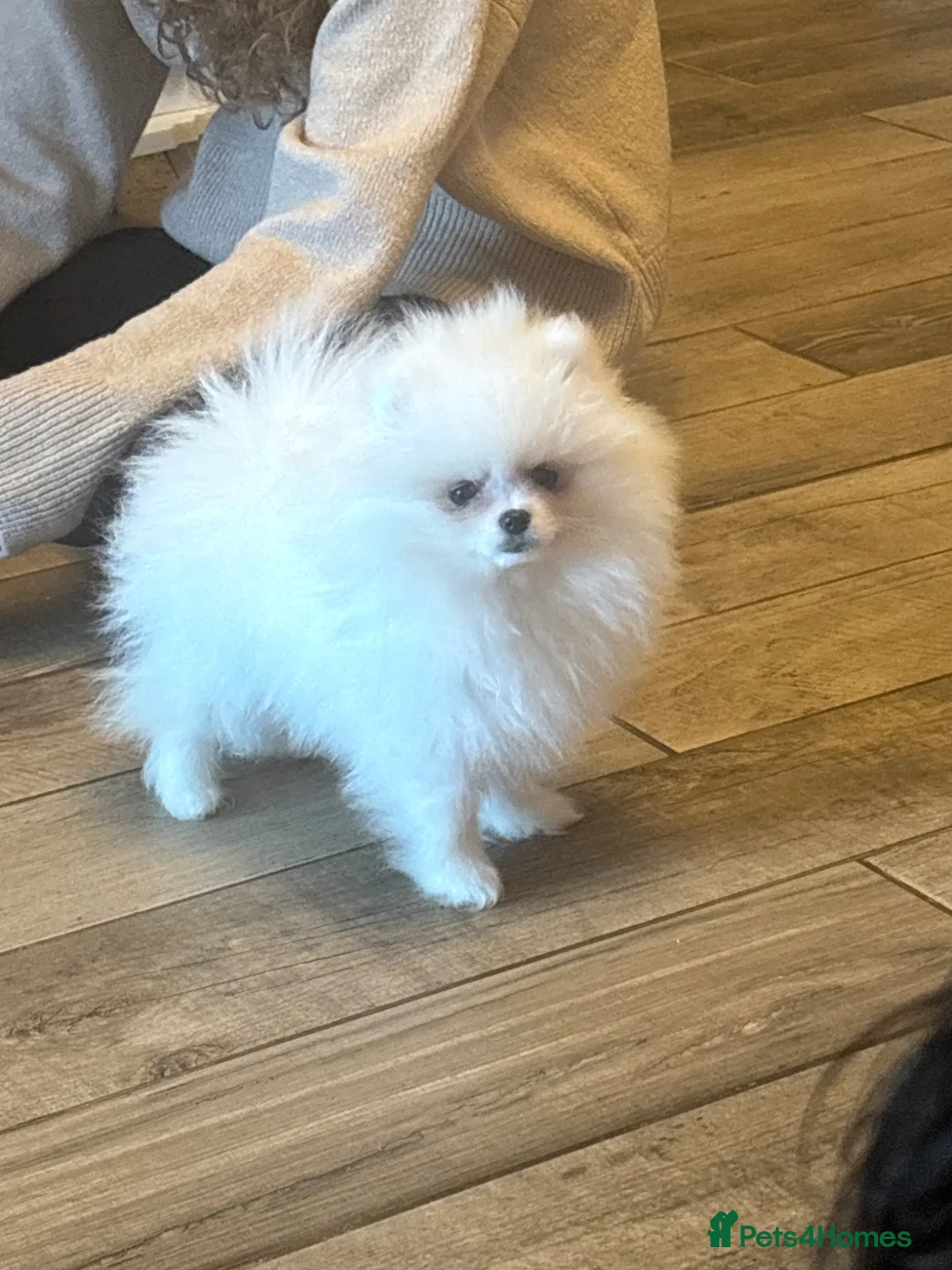 Pomeranian dogs for sale: Tiny teddy face pomeranian - Advert 1