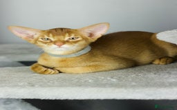 Abyssinian cats for sale: Stunning sorrel and usual Abyssinian kittens  - Image 8