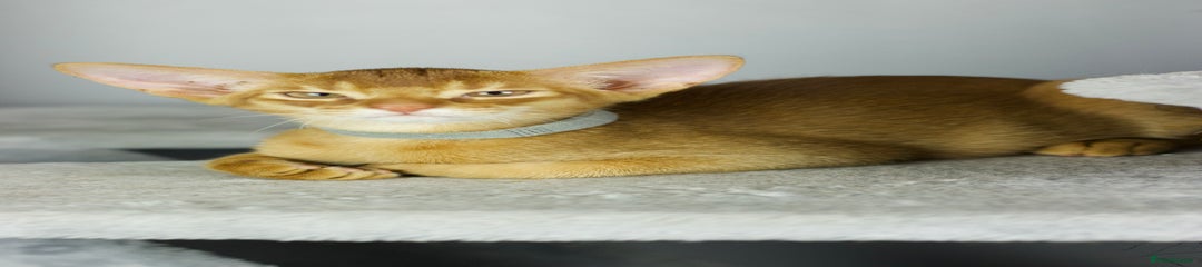Abyssinian Kitten 2