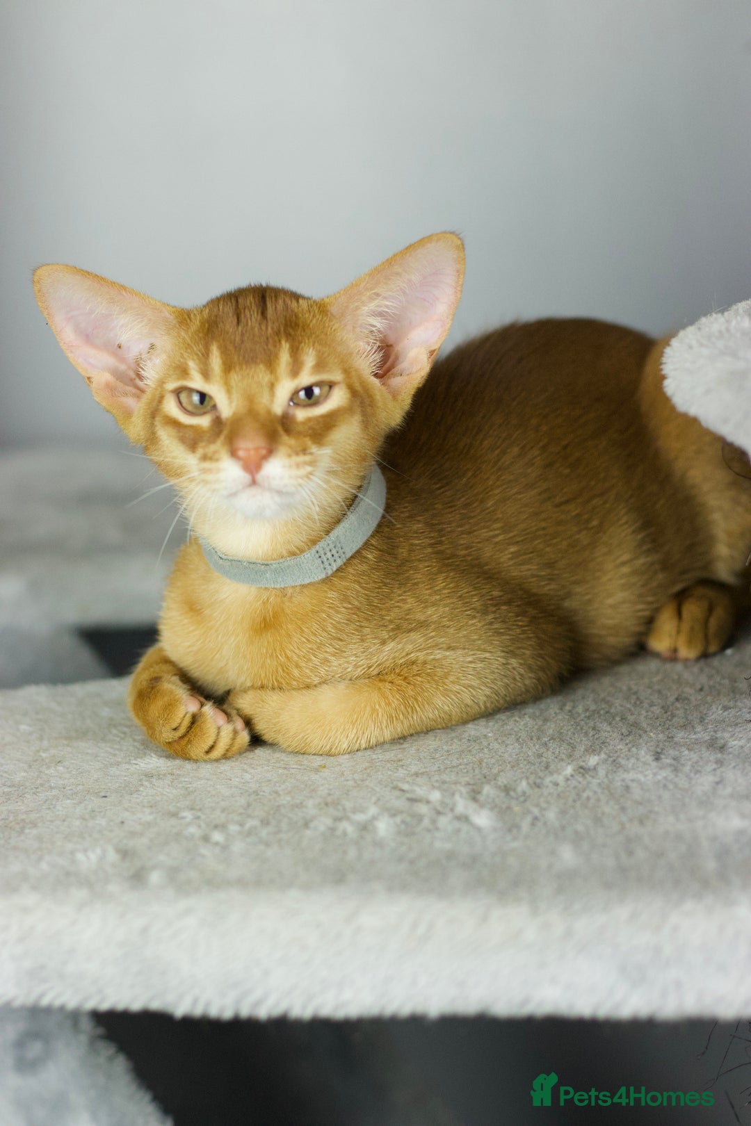 Abyssinian cats for sale: Stunning sorrel and usual Abyssinian kittens  - Image 8