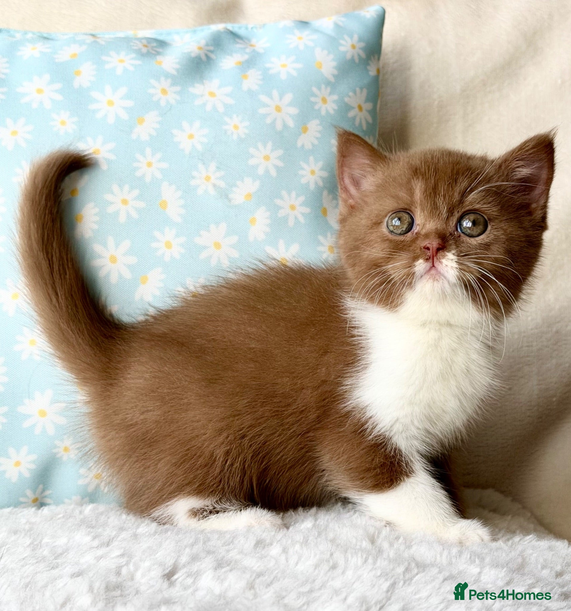 British Shorthair cats Beautiful pedigree kittens TICA registered  - Advert 1