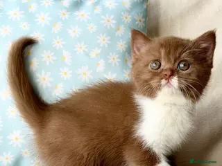 British Shorthair cats Beautiful pedigree kittens TICA registered - Advert 1