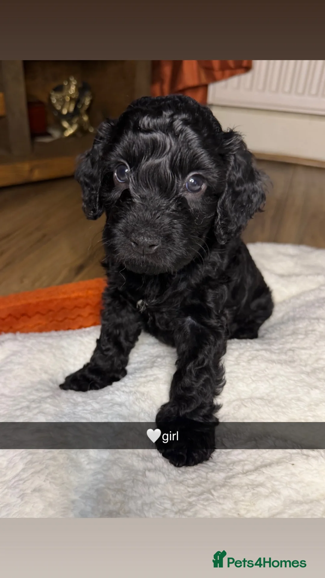Cockapoo dogs for sale: Stunning cockapoo puppies  - Advert 2