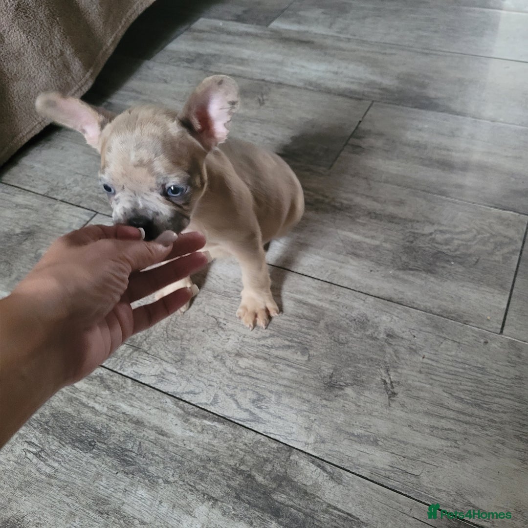 French Bulldog dogs for sale: Frenchy  - Image 7
