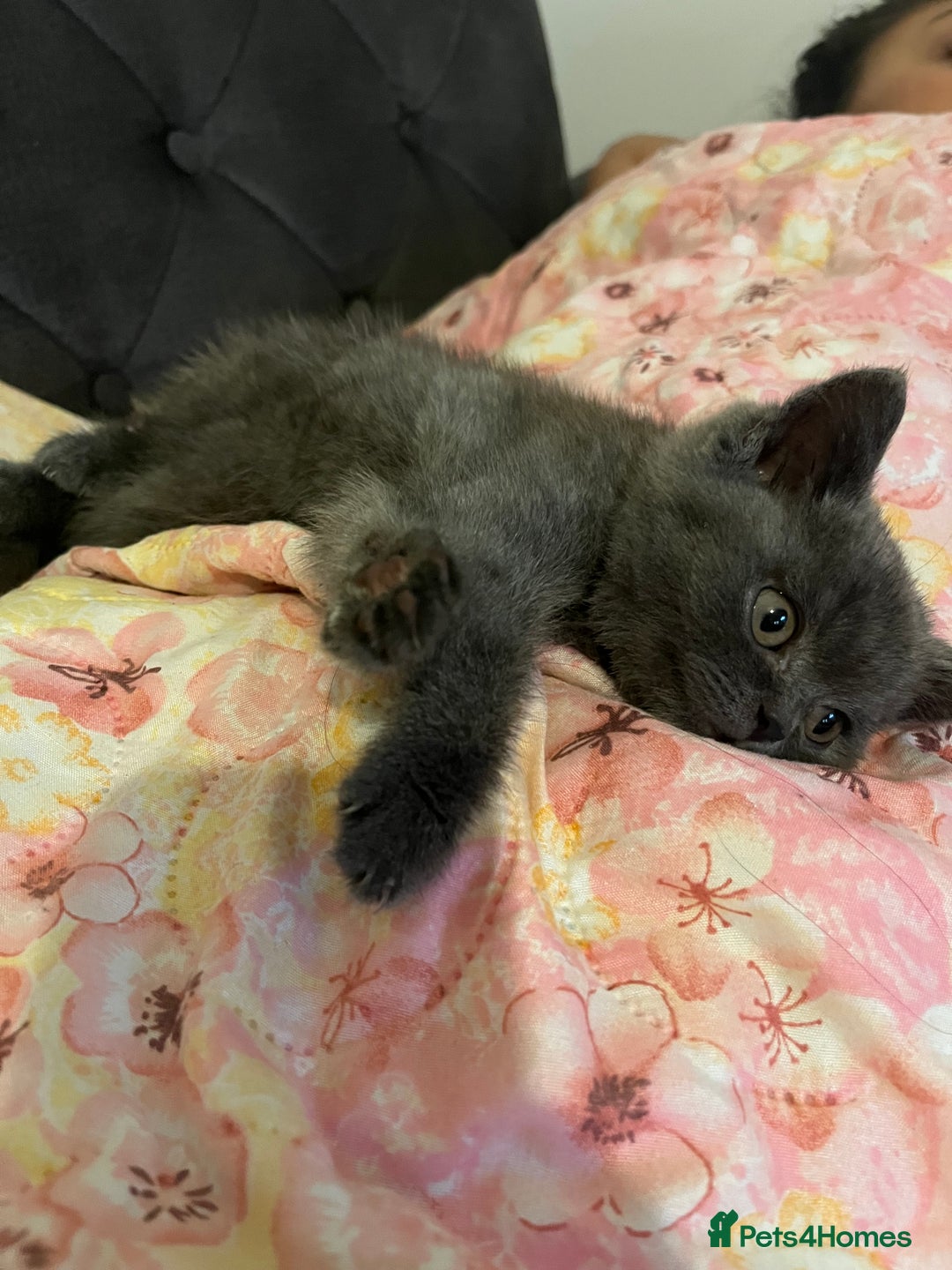 British Shorthair cats for sale: Male British shorthair kitten  - Image 13