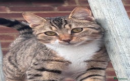 Bengal cats for sale: Bengal X Ragdoll - Image 16