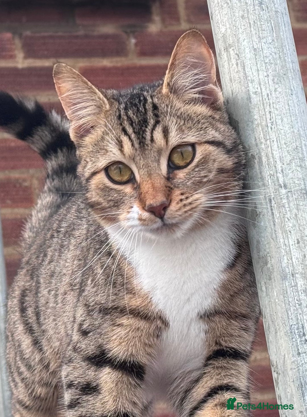 Bengal cats for sale: Bengal X Ragdoll - Image 16