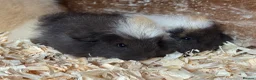 Guinea Pig rodents for sale: Beautiful pure bred Swiss guinea pig sows - Advert 7