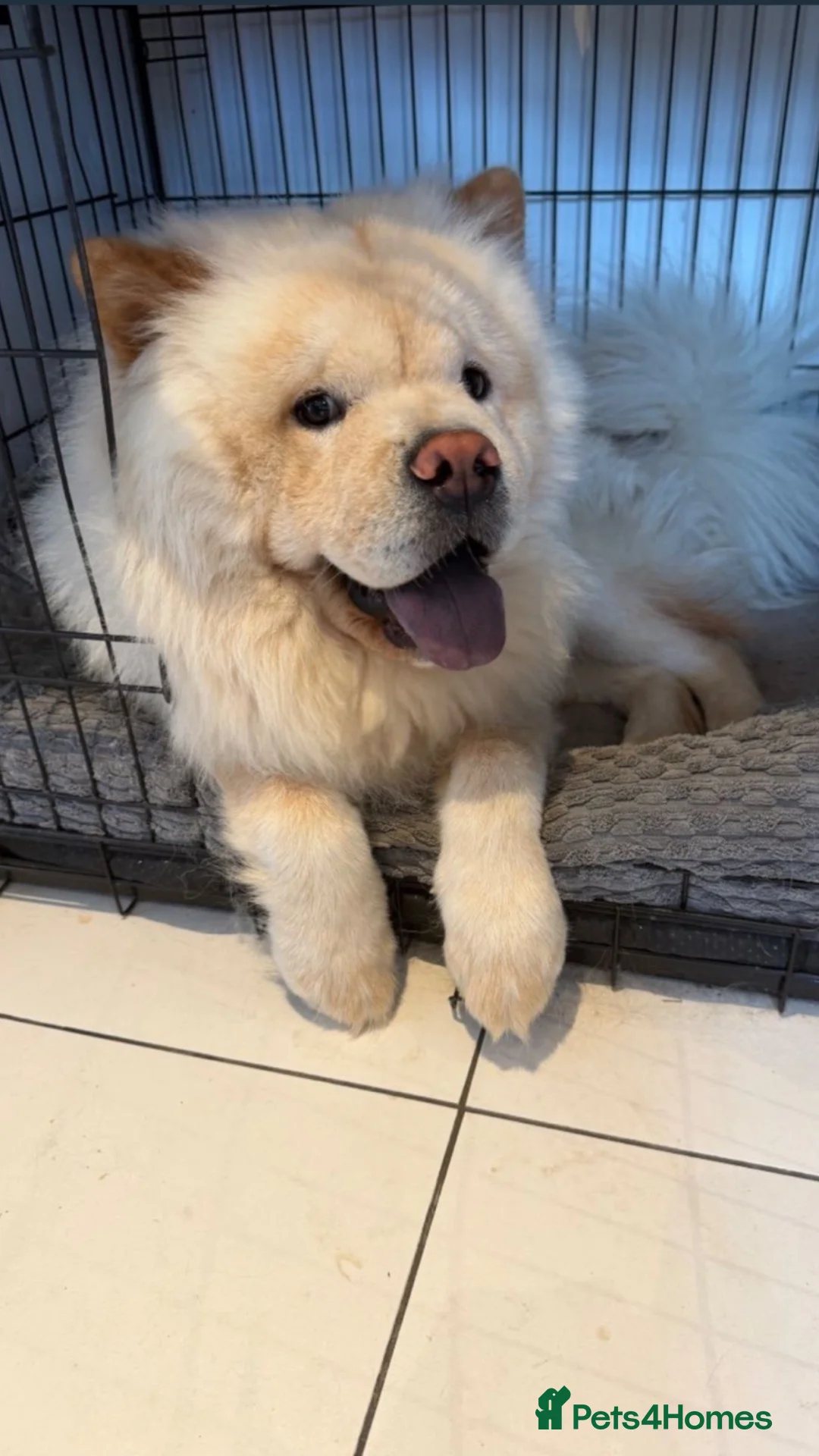 Chow Chow dogs for sale: Chow chow  in London - Advert 2