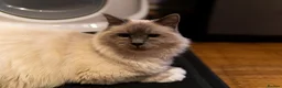 Birman cats for sale: Beautiful Male Birman Looking for a Loving Home - Advert 8