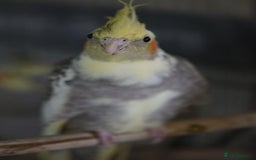 Cockatiels birds for sale: Young Cockatiels - Image 4