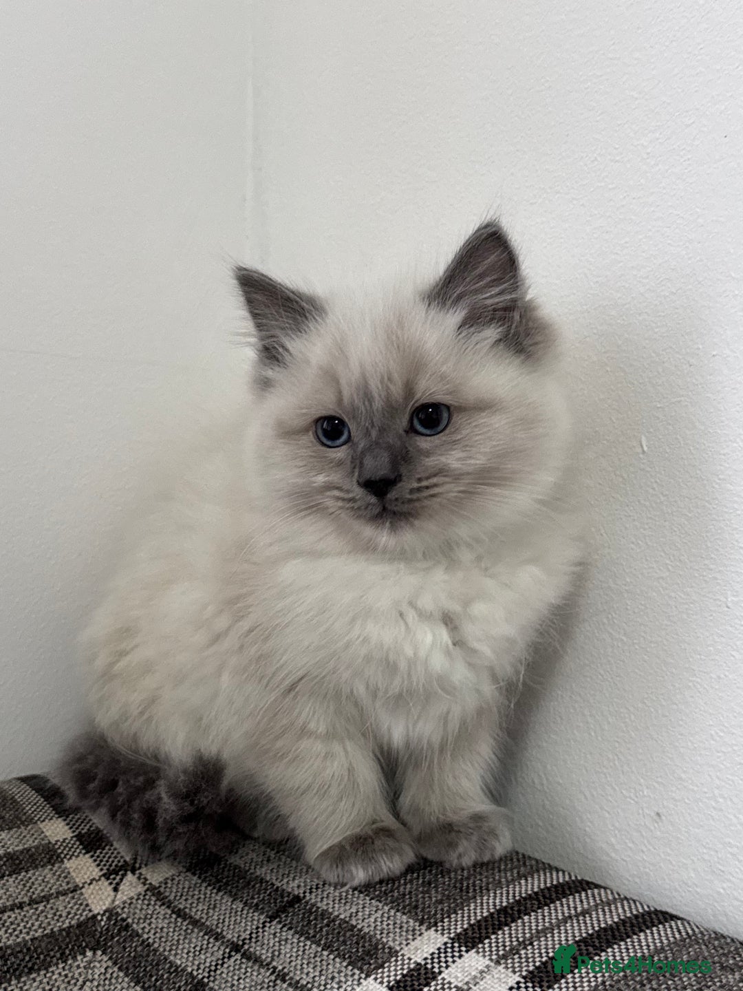 Ragdoll cats for sale: Cuddly tame Pure Pedigree Ragdoll kittens Cat Blue - Advert 9
