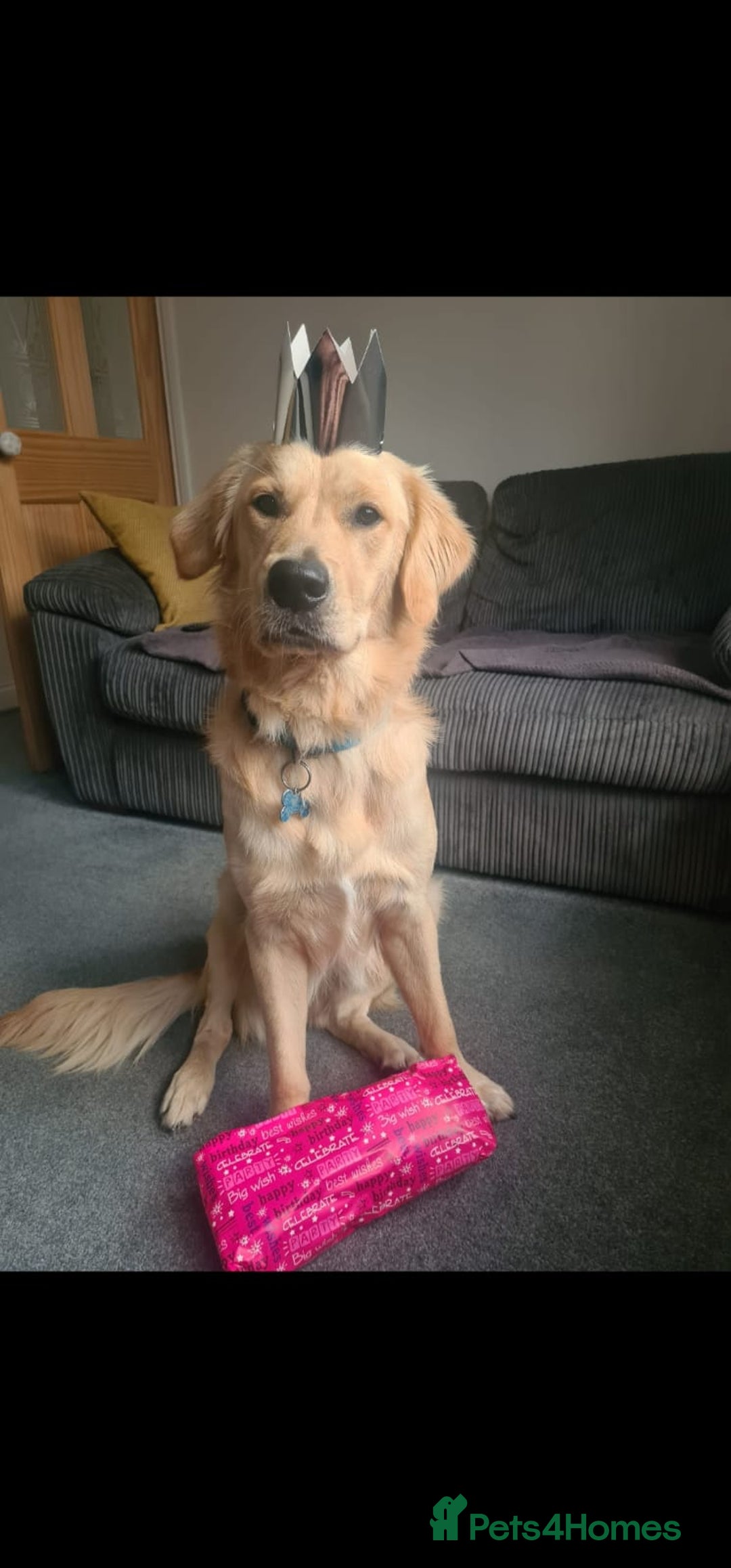 Golden Retriever dogs for stud: Very Experienced Golden retriever stud in Telford - Advert 10