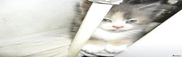 Mixed Breed cats for sale: 5 BEAUTIFUL KITTENS FOR SALE - Advert 8