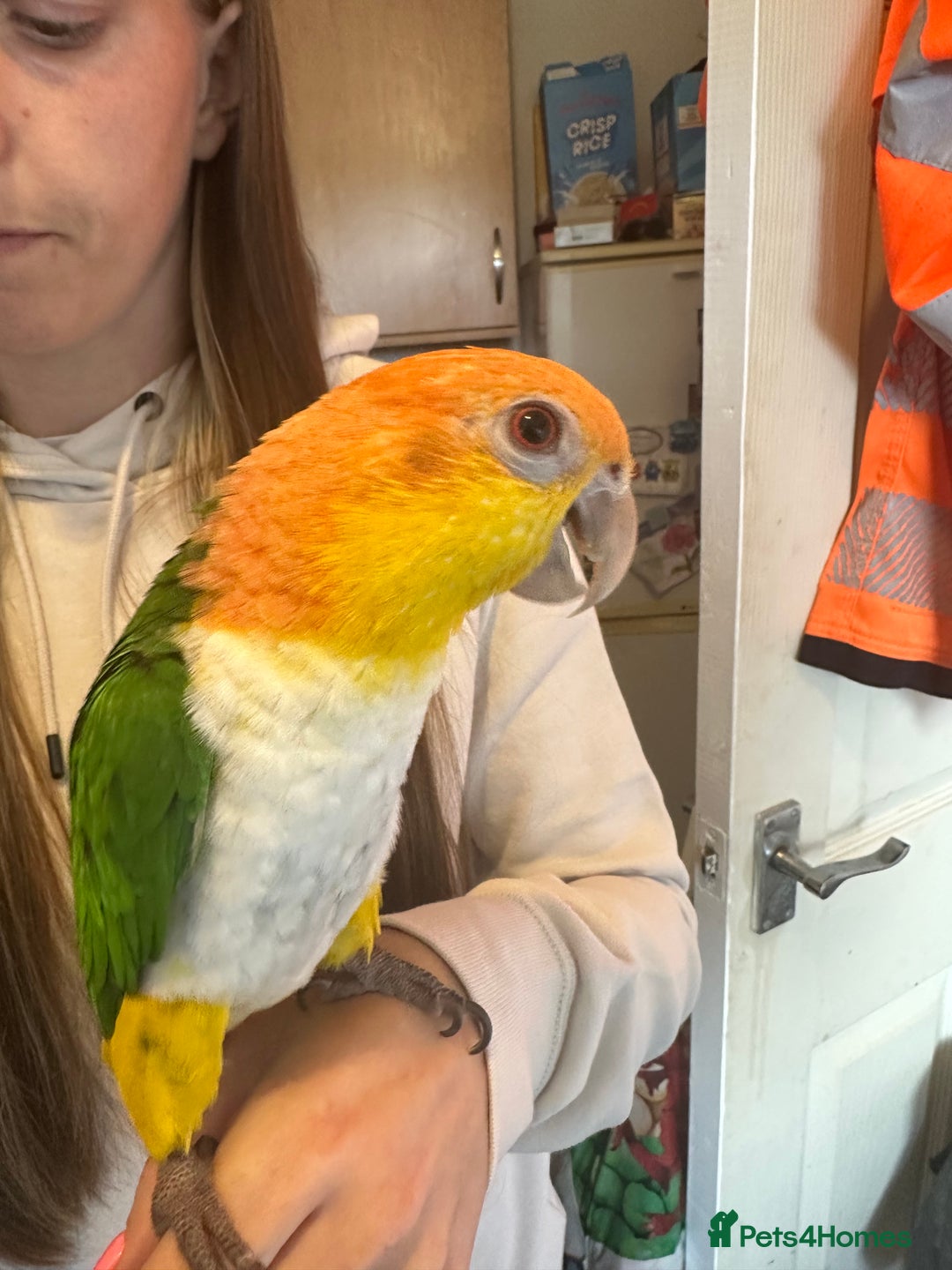 Parakeets birds for sale: Male and Female Caiques - Image 5