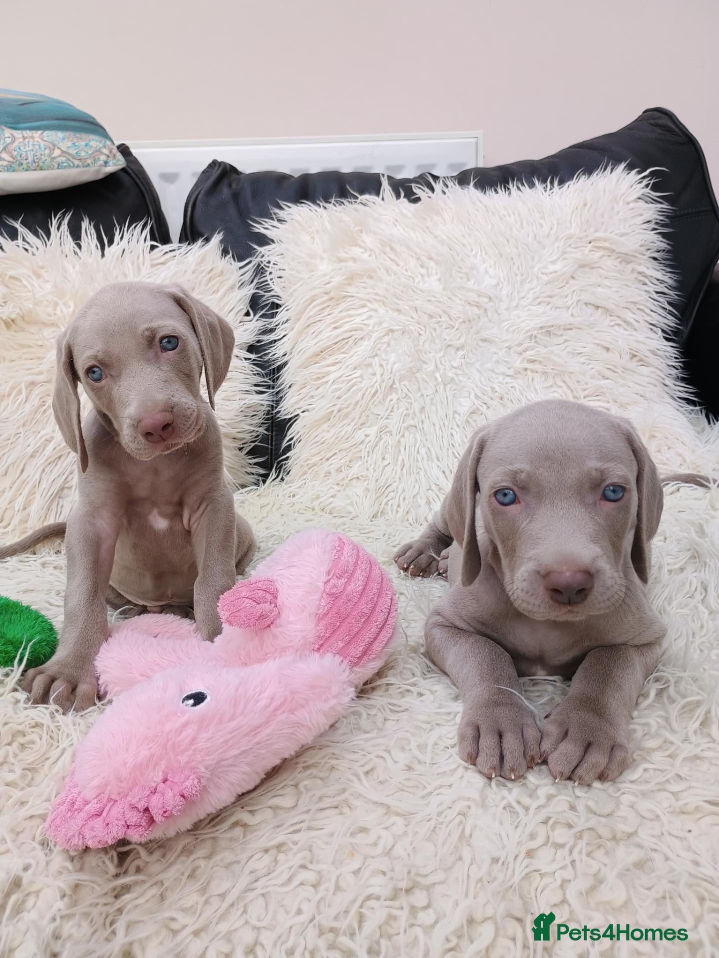 Weimaraner dogs for sale:  Last Beautiful KC Reg Puppy. Parents hip scored.  - Advert 5
