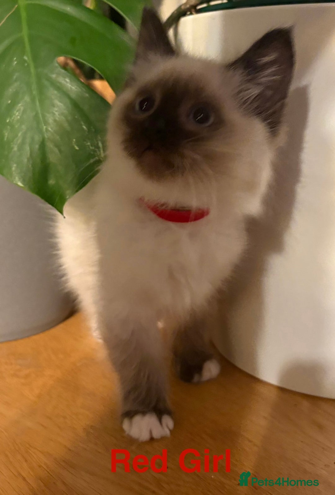 Ragdoll cats for sale: Ragdolls kittens- - Advert 18