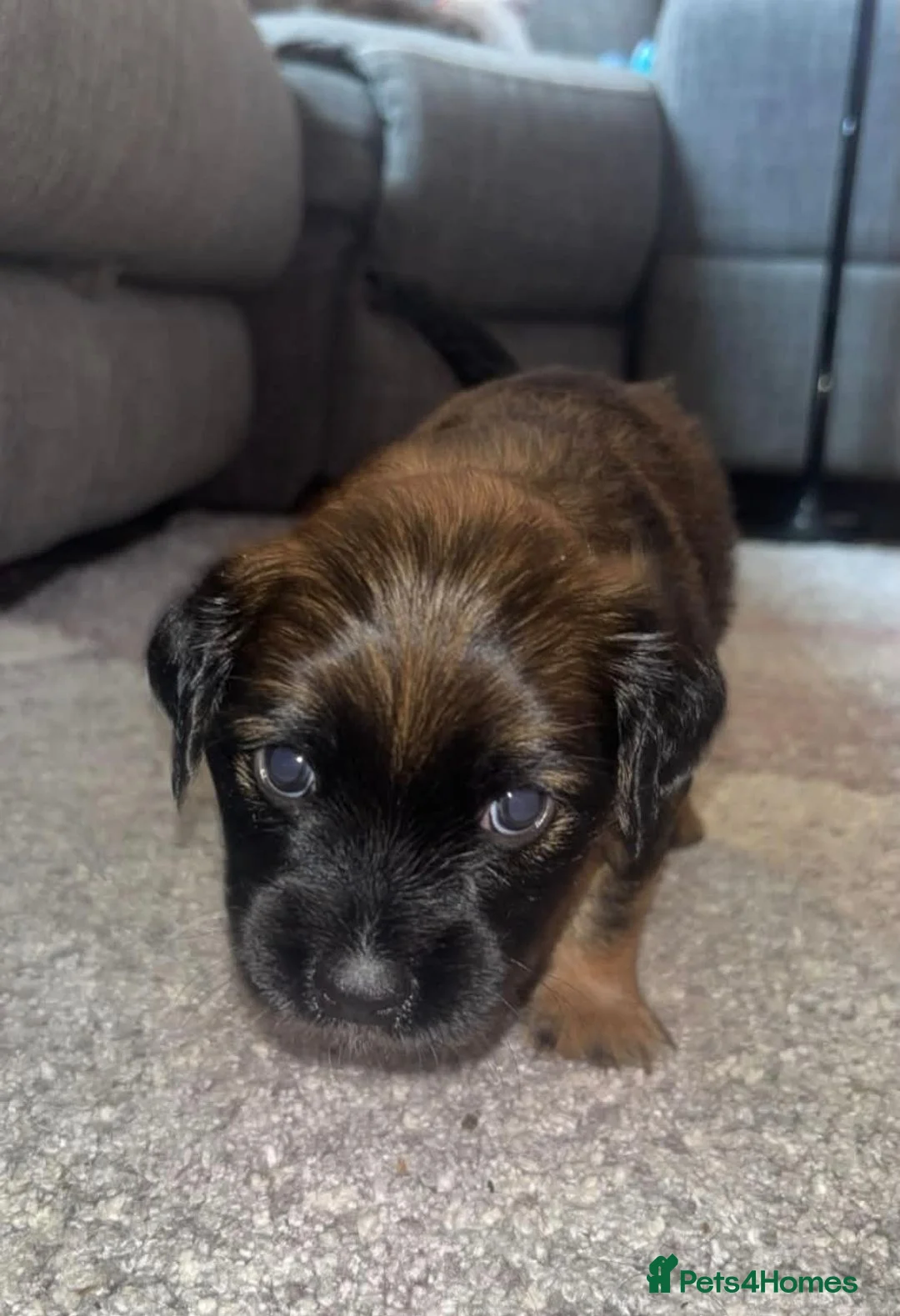 Mixed Breed dogs for sale: Little of 6 beautiful pups in Salisbury - Advert 2
