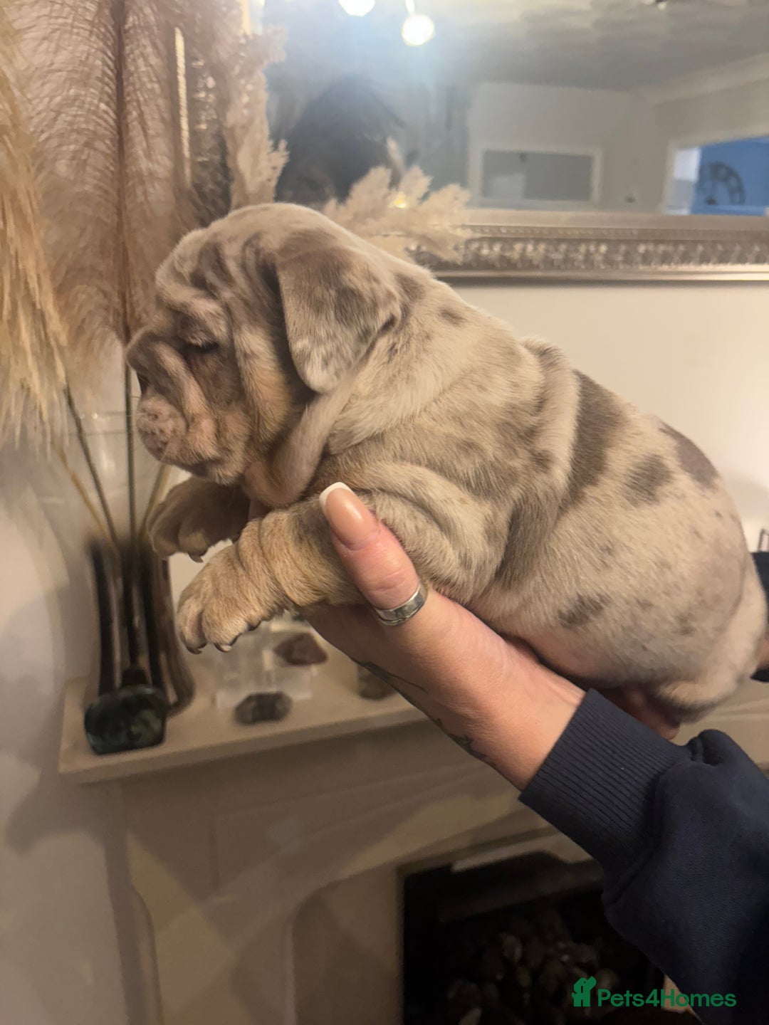 English Bulldog dogs for sale: Amazing quality British bulldog pups  - Advert 5
