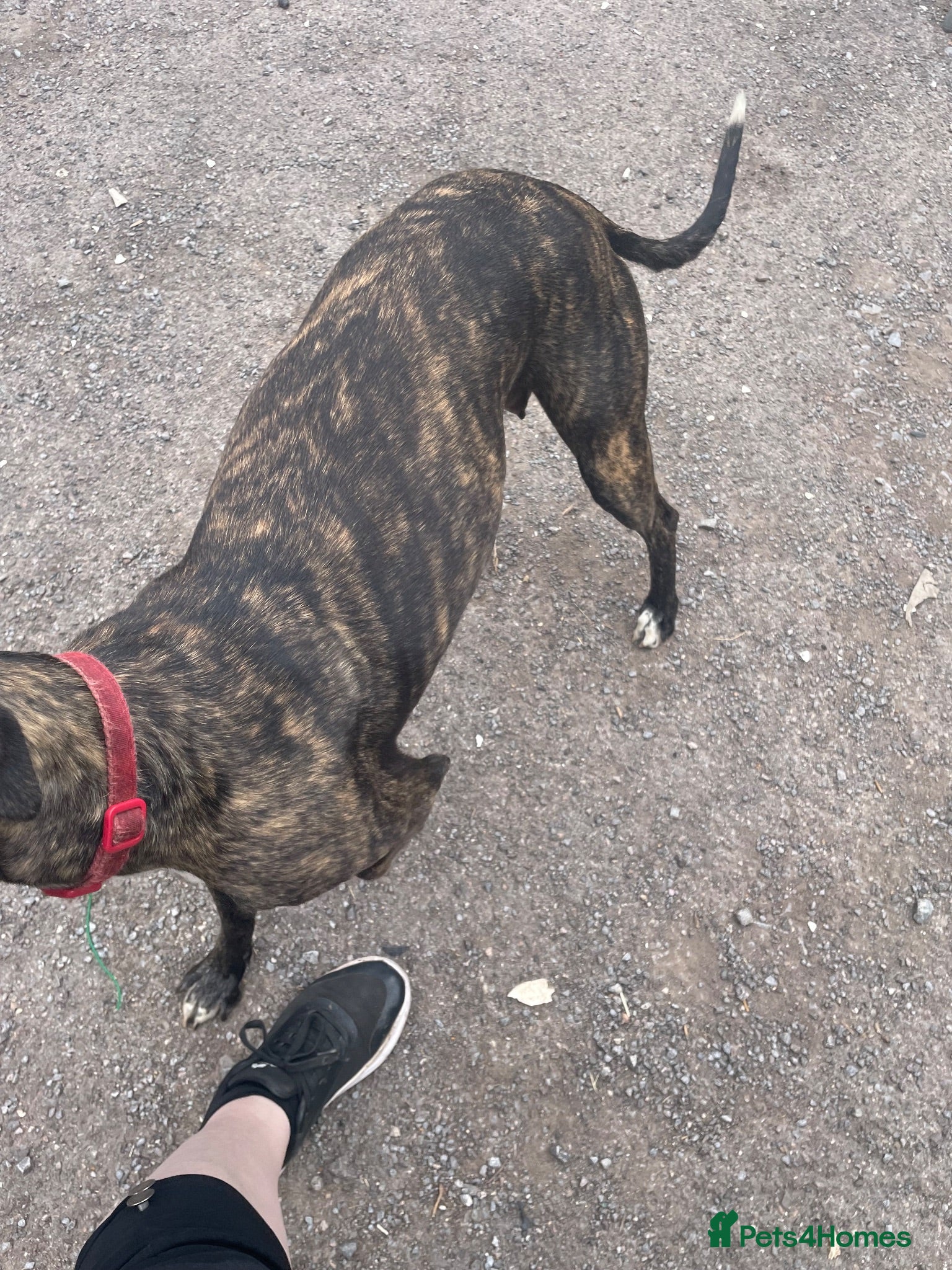 Lurcher dogs Beautiful Brindle puppies - Advert 2