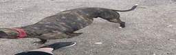 Lurcher dogs for sale: Beautiful Brindle puppies - Advert 2