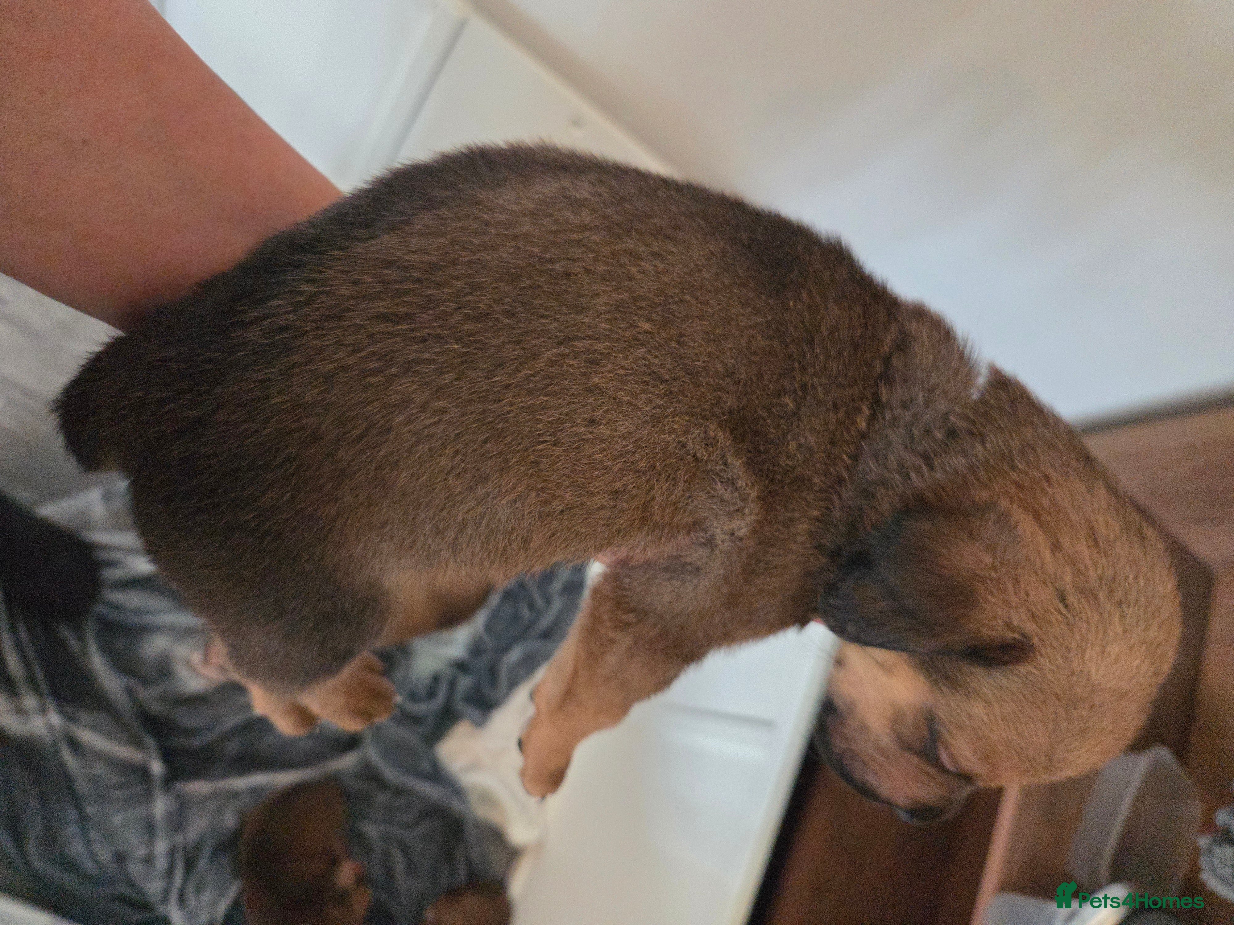 Mixed Breed dogs Beautiful coloured pups - Advert 2